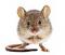 ratoncitoo