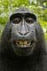 Avatar de monkeyy