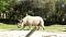 Silvestre004