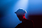 Avatar de JosseUb