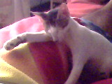 Foto de viruscam