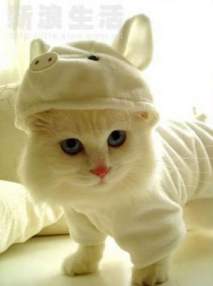 Foto de pussycat_good