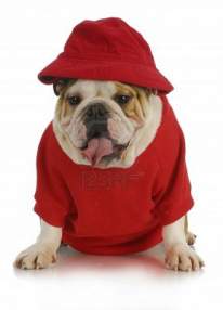 Foto de Bulldog RED