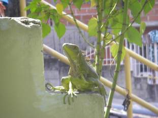 Foto de YEDISON