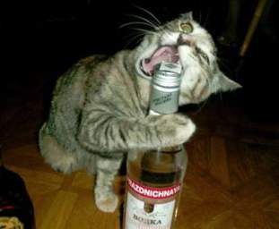Foto de gato2