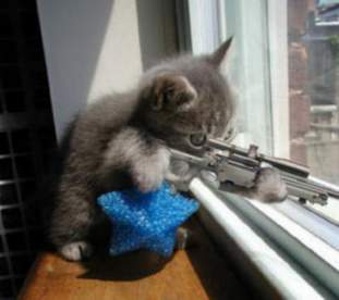Foto de gato,s