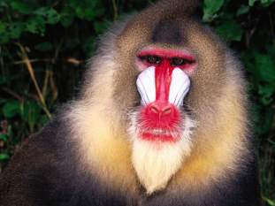 Foto de kewns