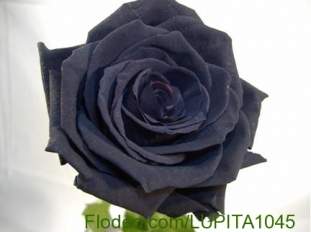 Foto de Amapola....