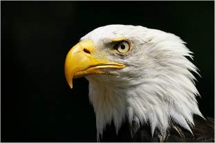 Foto de ALCOTAN1