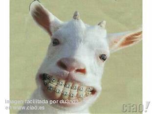 Foto de QUINO TIZO