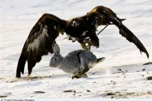 Foto de halcon31