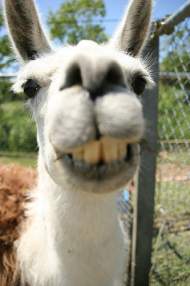 Foto de louzoo9
