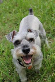Foto de -Schnauzer-