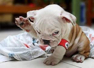 Foto de ADOLF 卐 HITLER