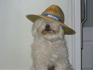 Foto de AULIKES