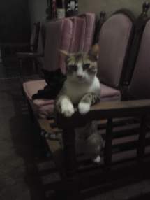 Foto de well2747