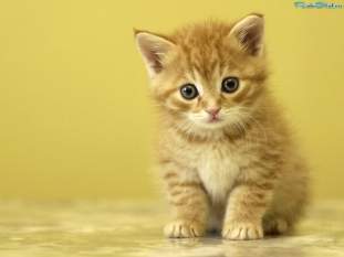 Foto de gato373