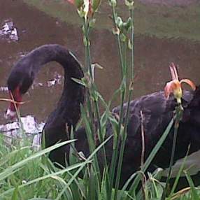 Foto de BUFFALOX