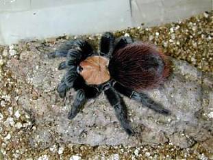 Foto de Tarantula