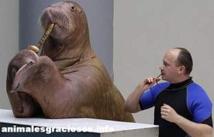 Foto de leonciodemar