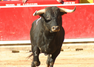 Foto de eltoro123