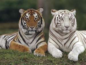 Foto de Toga321