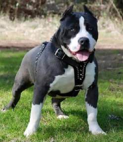 Foto de el cachorro