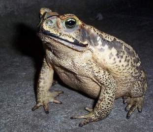 Foto de saposeco