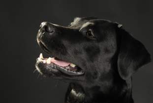 Foto de darkmandog
