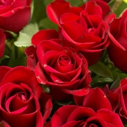 Foto de Roses_src