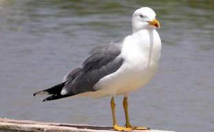 Foto de lagaviota.123