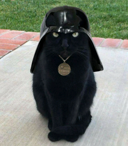 Foto de criteriado