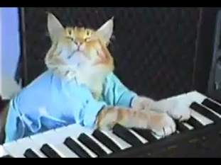 Foto de KeyboardCat