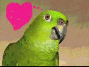 Foto de Cotorrita123