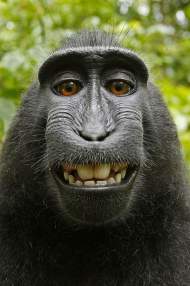 Foto de monkeyy