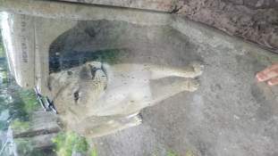 Foto de Silvestre004