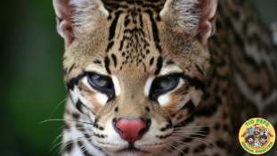 Foto de Ocelote69