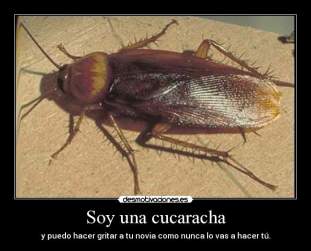 Foto de Cucaracha101