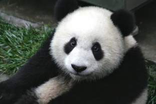 Foto de La panda plata