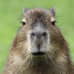 Foto de Capybaren't