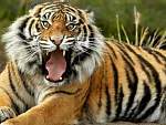 tigre loco