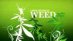 Weeds   A brief history of weed