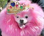 pink gay dog