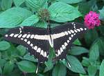 Mariposa Alas de Golondrina